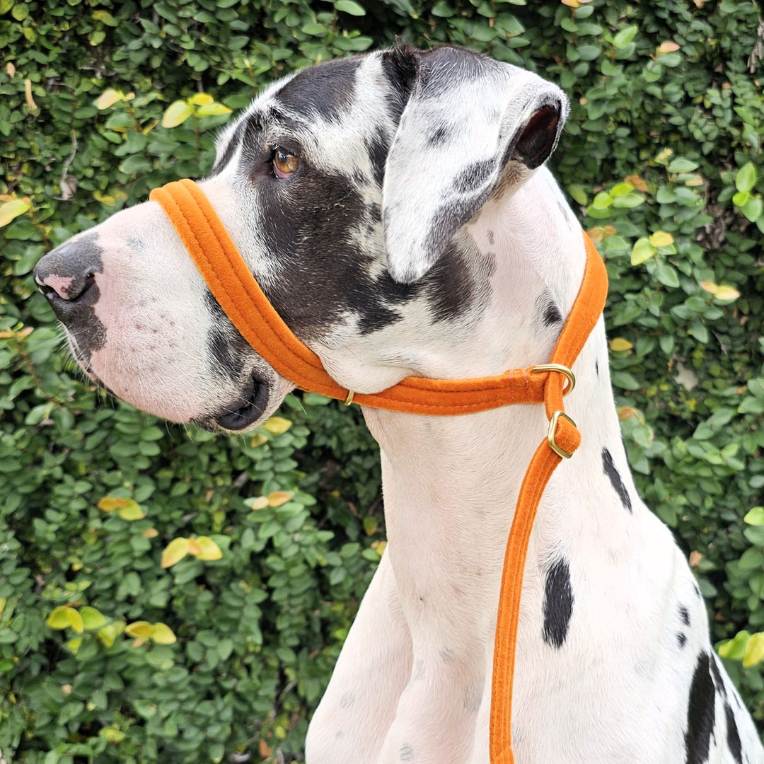 Luxury burnt orange velvet slip lead head halter