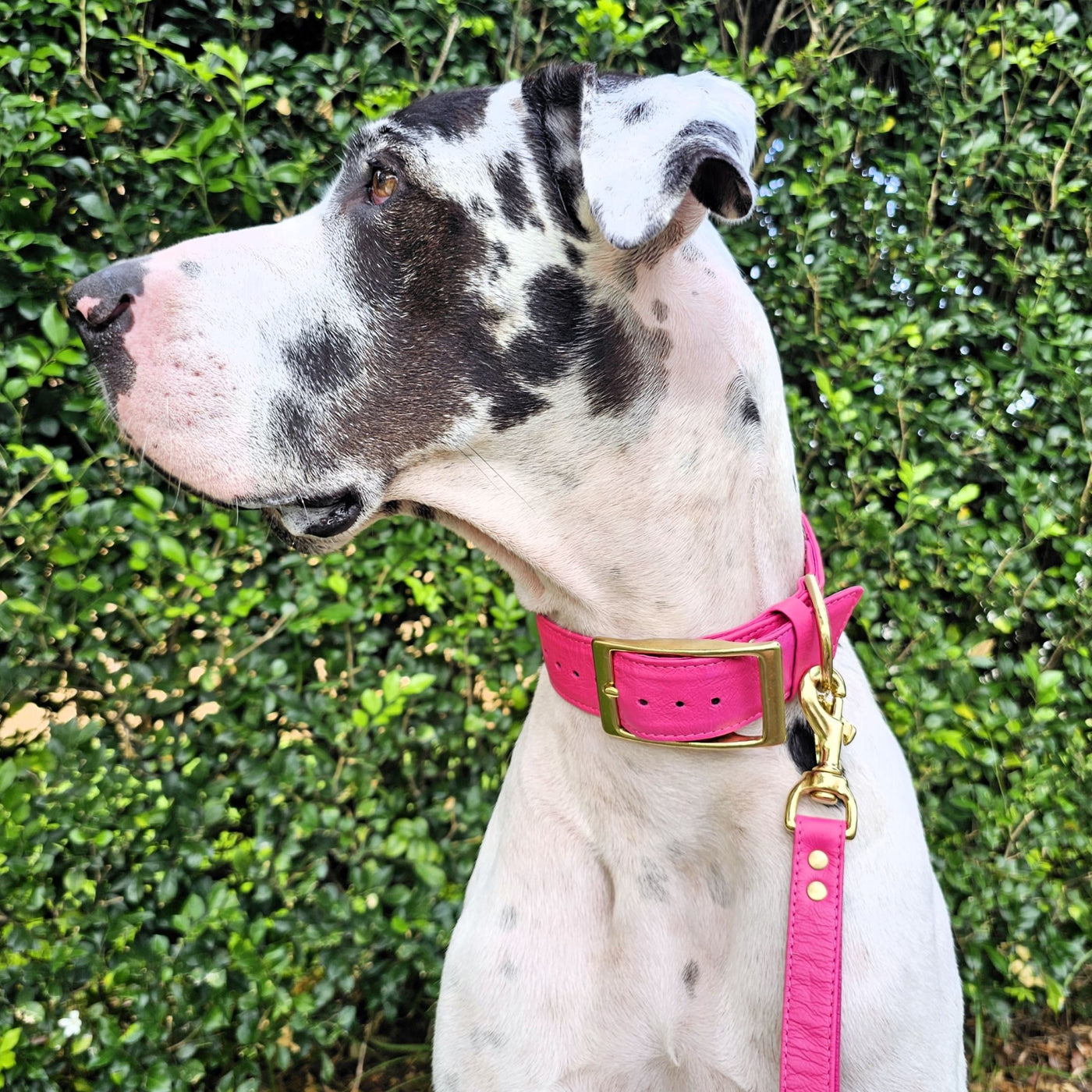 Hot Pink Luxury Kangaroo Leather Buckle Collar