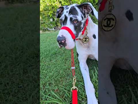 luxury burnt orange velvet dog head halter head collar halti
