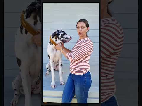 Red St Tropez Martingale Collar