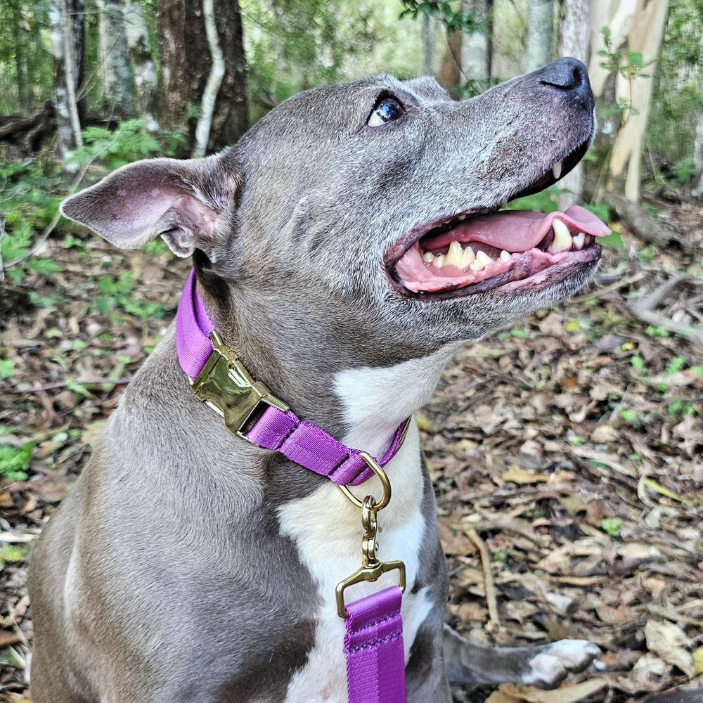 electric purple nylon webbing webbed adventure beach buckle collar