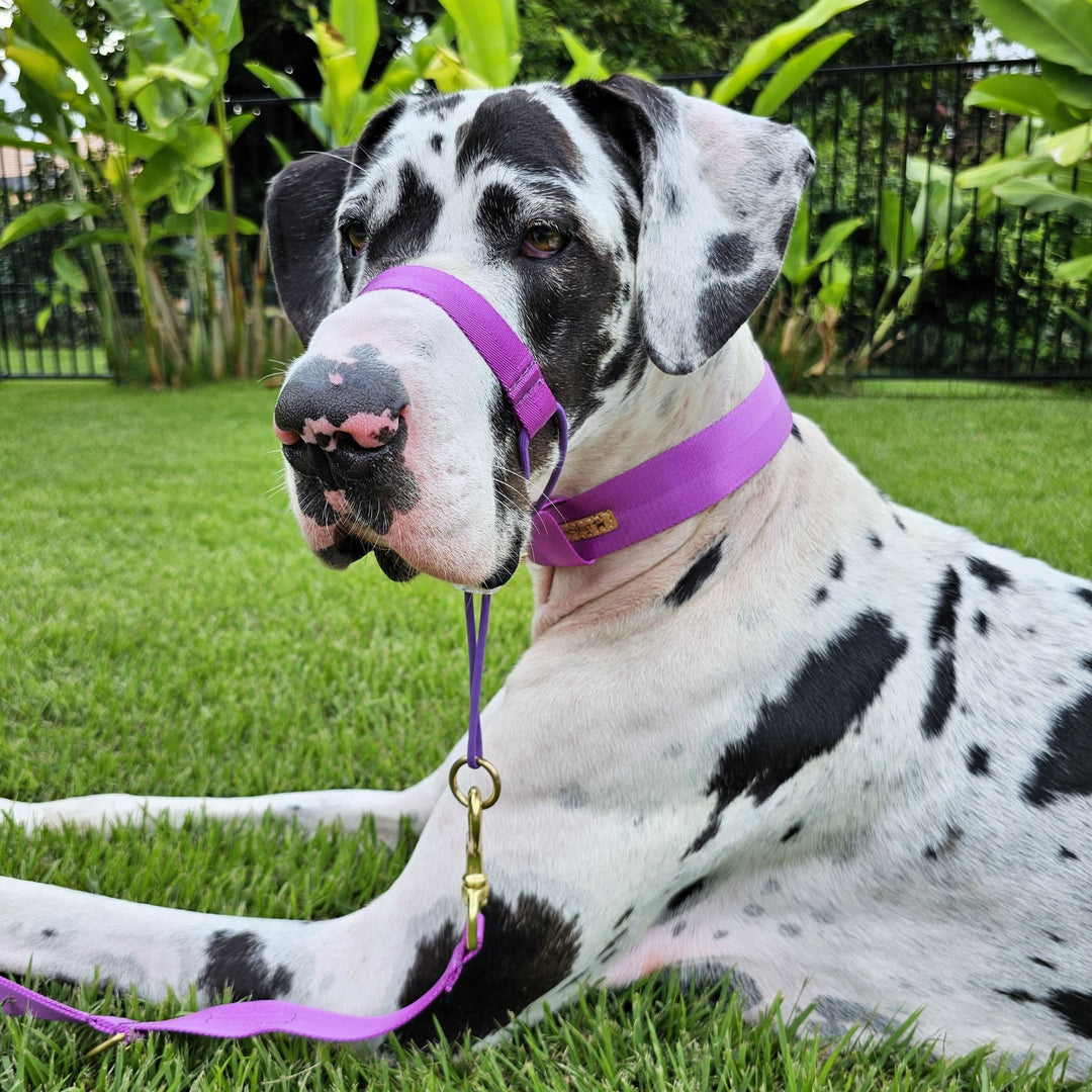 electric purple head halter attachment nylon webbing webbed adventure beach walk