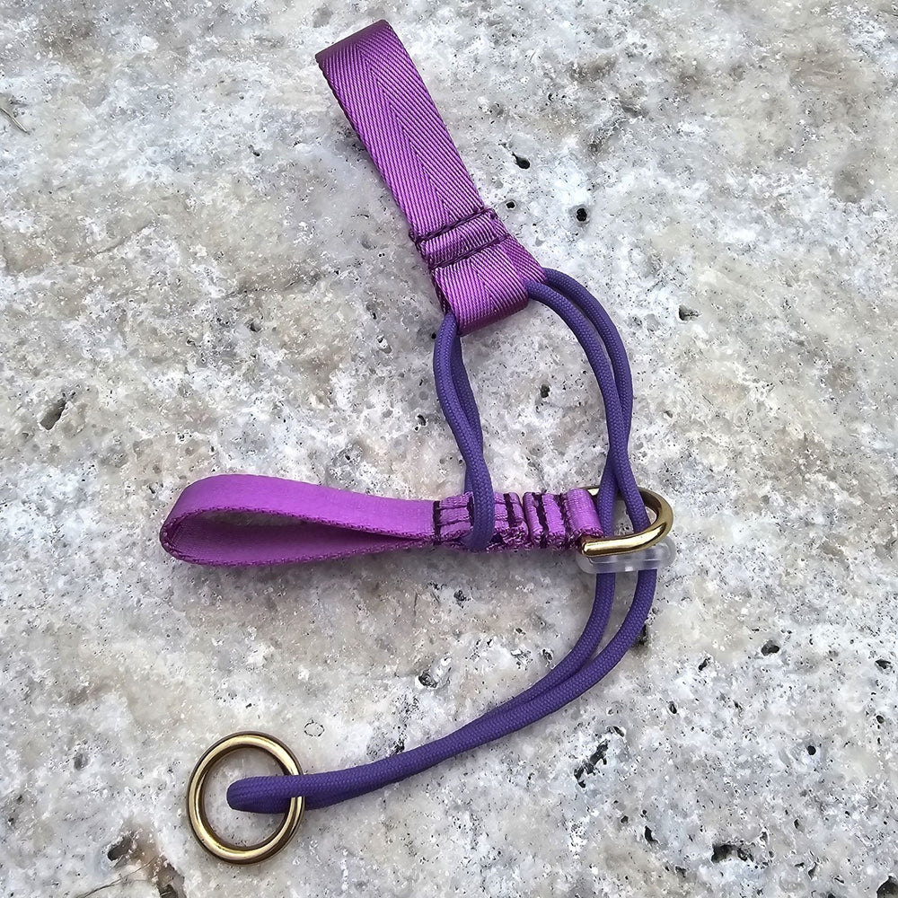 electric purple head halter attachment nylon webbing webbed adventure beach walk
