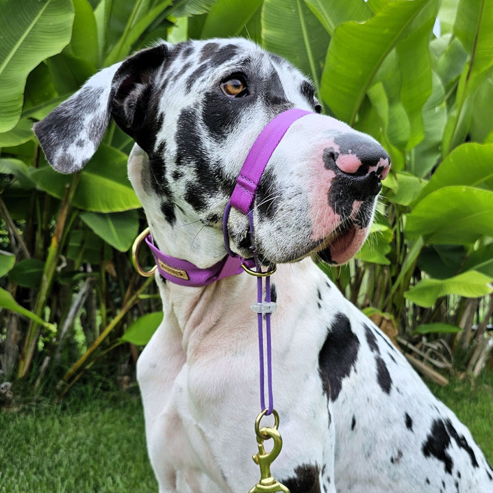 electric purple head halter attachment nylon webbing webbed adventure beach walk