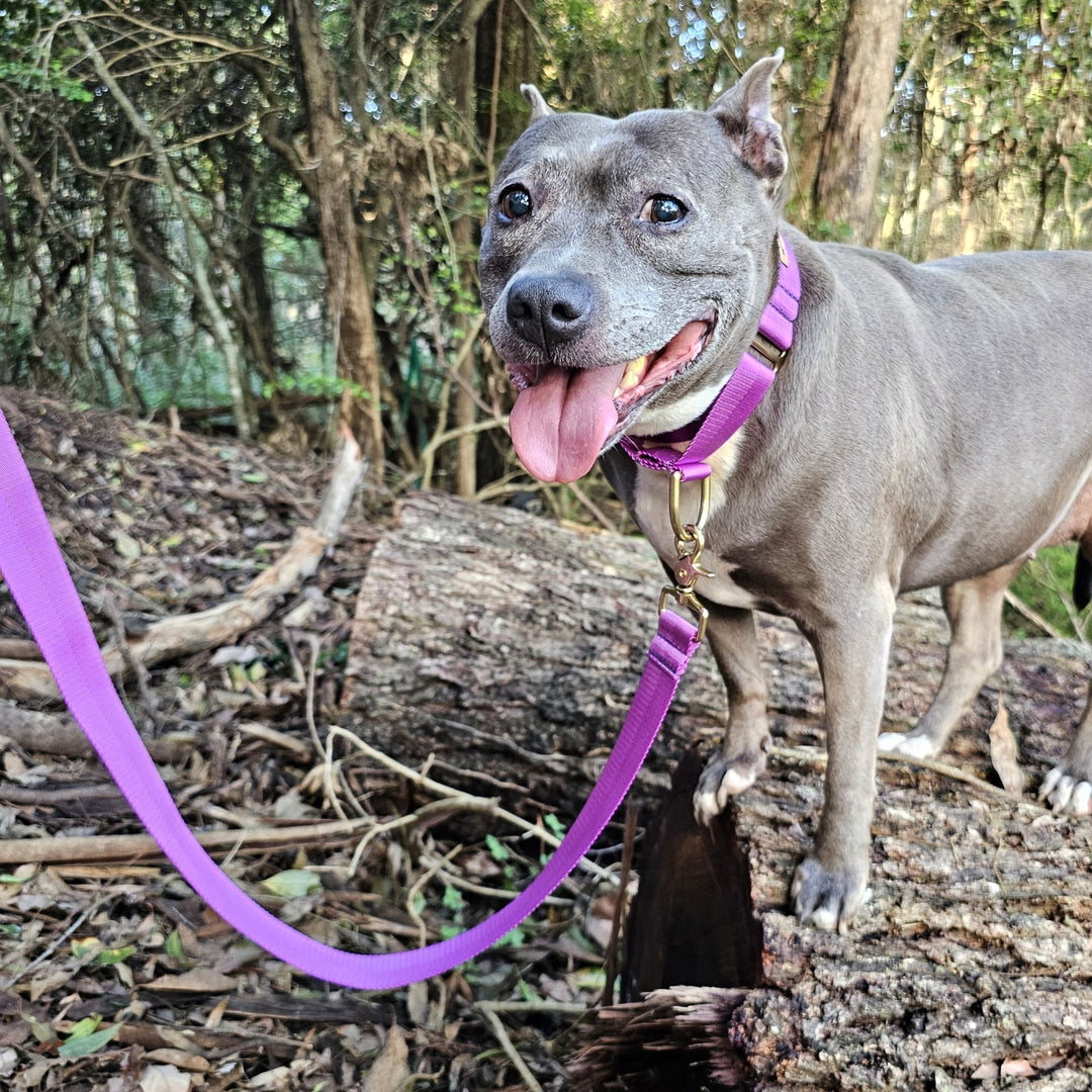 electric purple nylon webbing webbed adventure beach lead leash