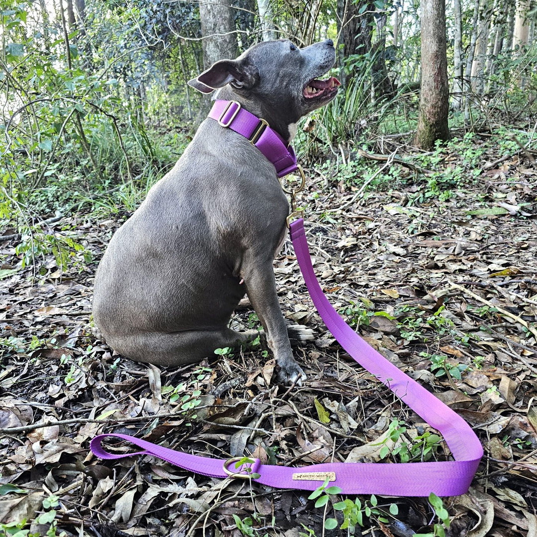 electric purple nylon webbing webbed adventure beach lead leash