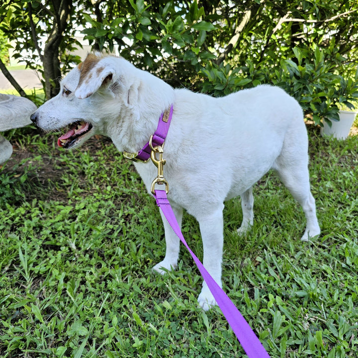 Electric Purple Adventure Lead