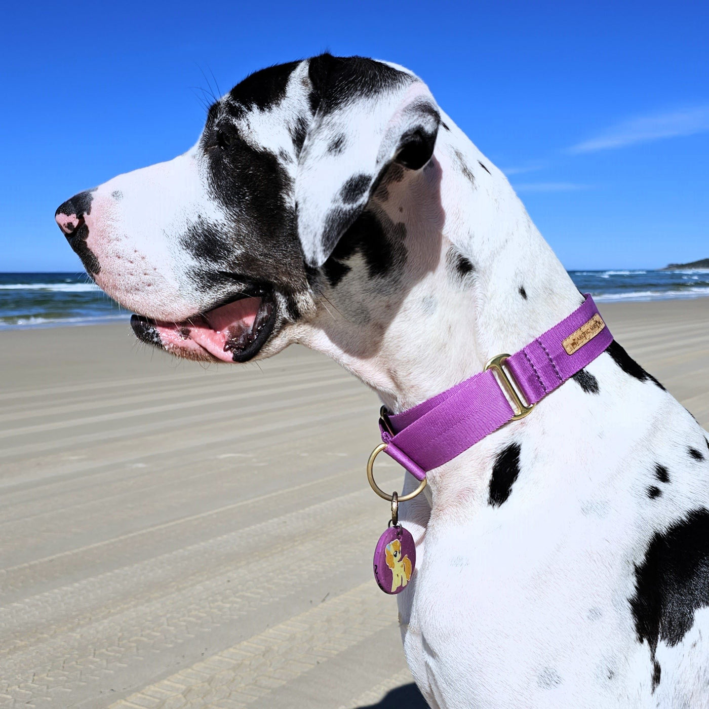 electric purple nylon webbing webbed beach adventure martingale collar