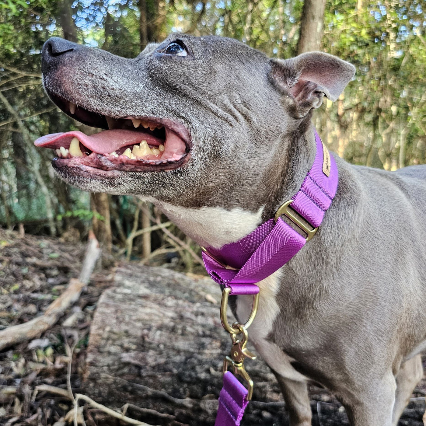 electric purple nylon webbing webbed beach adventure martingale collar