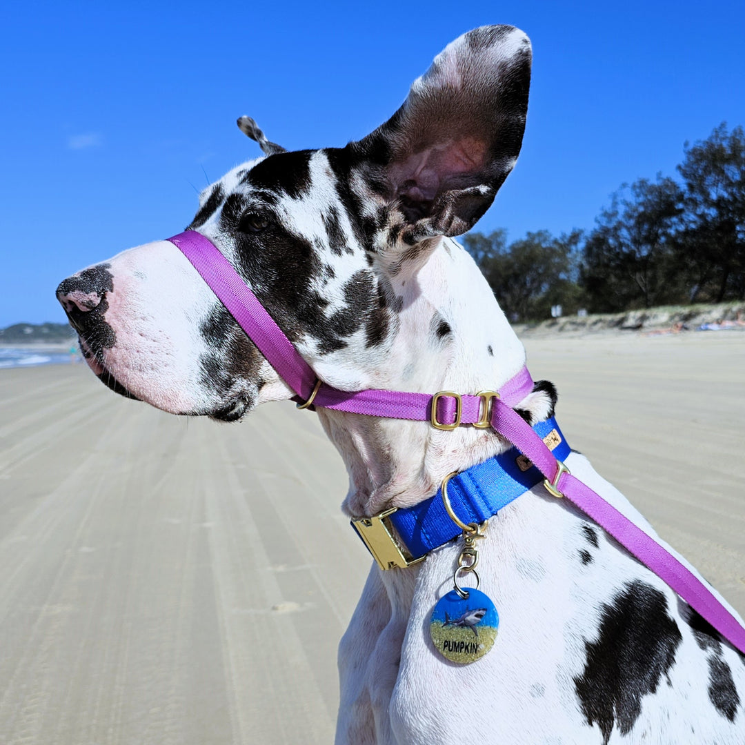 slip lead head halter dog nylon webbing webbed adventure beach electric purple