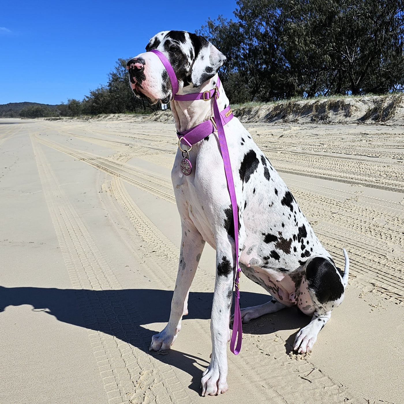 slip lead head halter dog nylon webbing webbed adventure beach electric purple