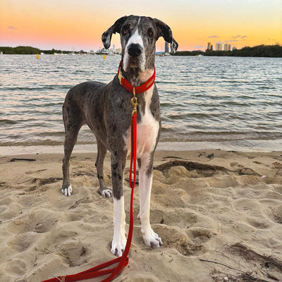 luxury red velvet dog lead leash