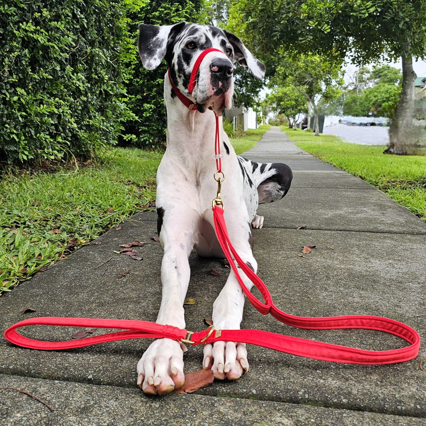 luxury red velvet dog lead leash