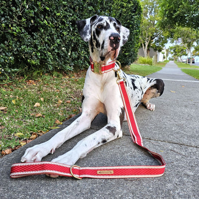 luxury red webbing webbed dog collar brass lead leash