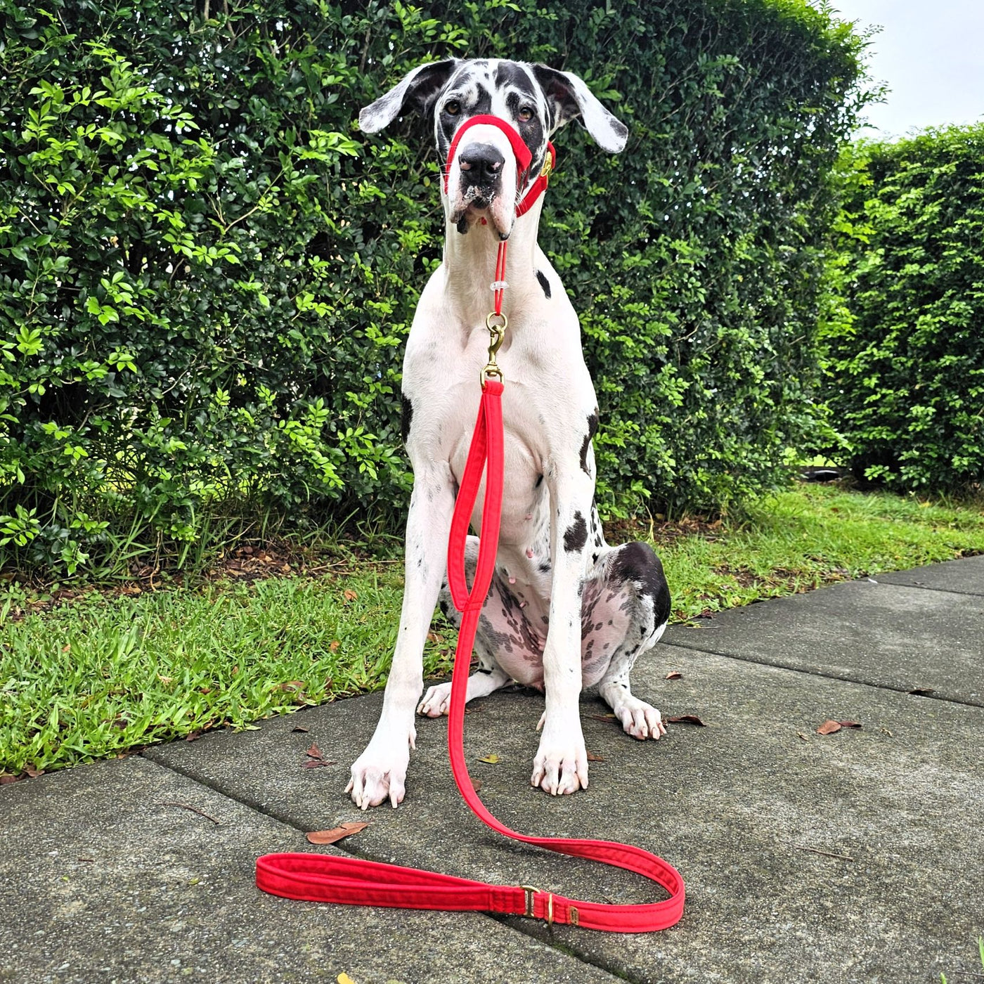 luxury red velvet dog lead leash
