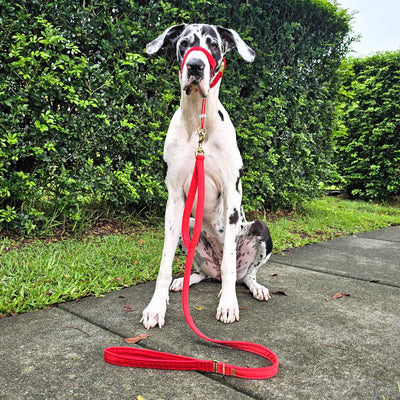 luxury red velvet dog lead leash