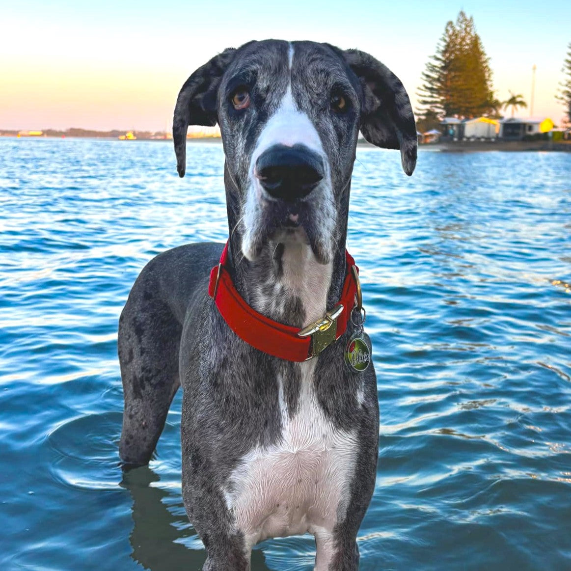 Red Luxury Velvet Buckle Collar – Arctic Mist