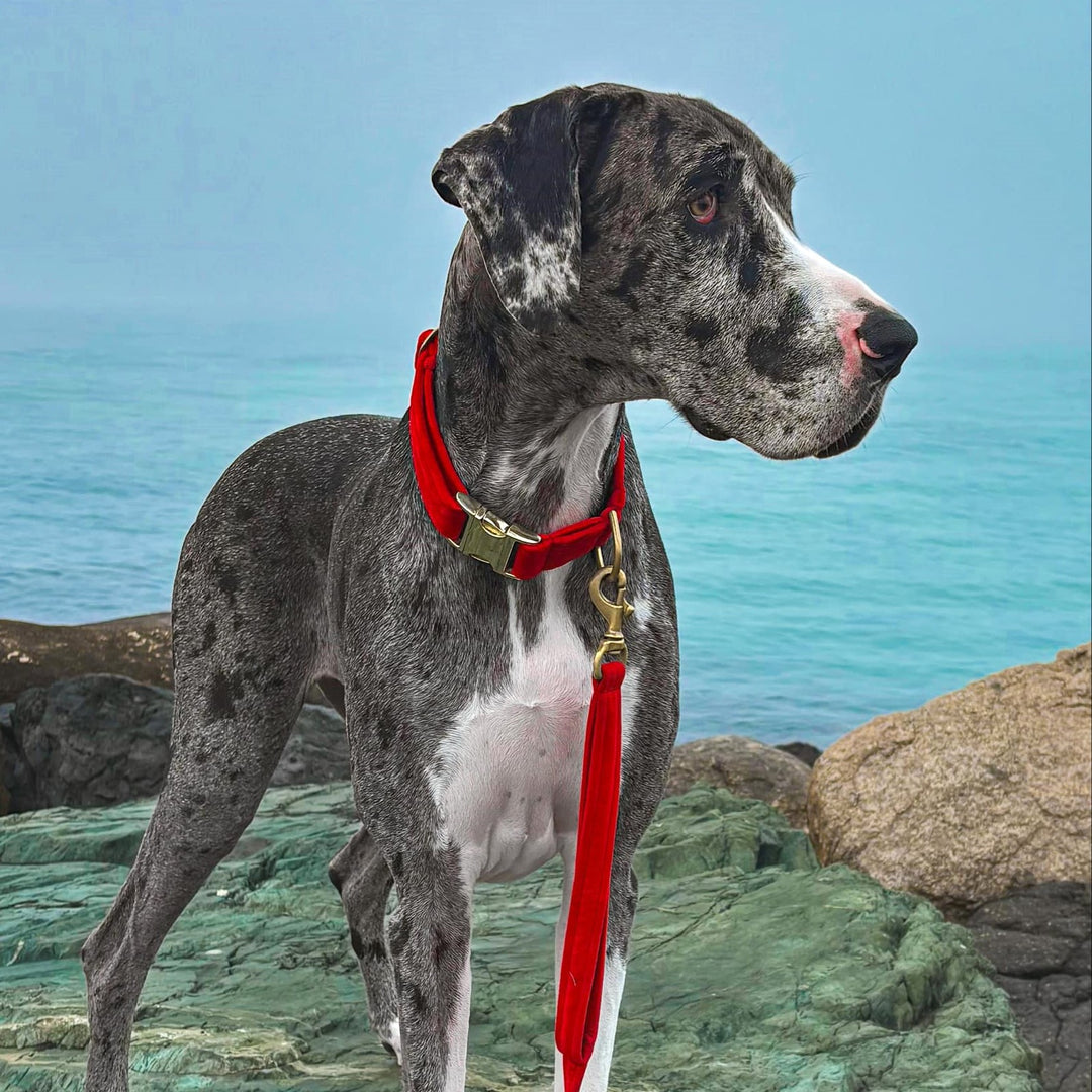 luxury red velvet dog buckle collar