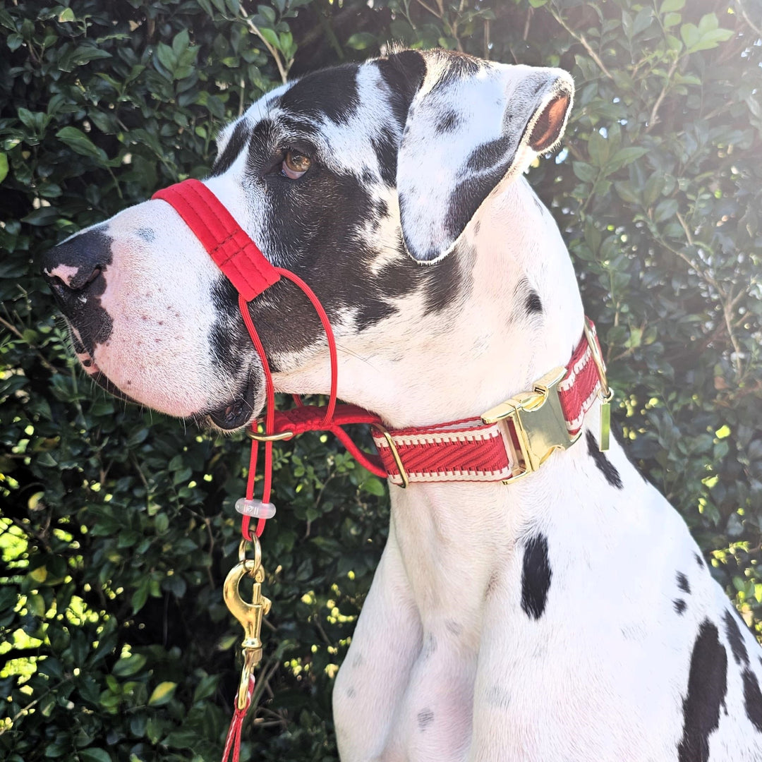 Red St Tropez Buckle Collar