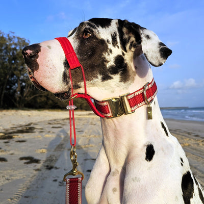 red luxury webbing webbed wide dog buckle collar