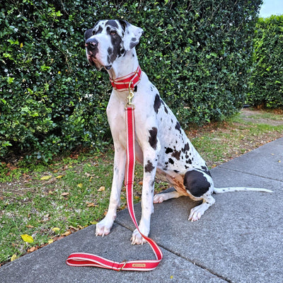 luxury red webbing webbed dog collar brass lead leash