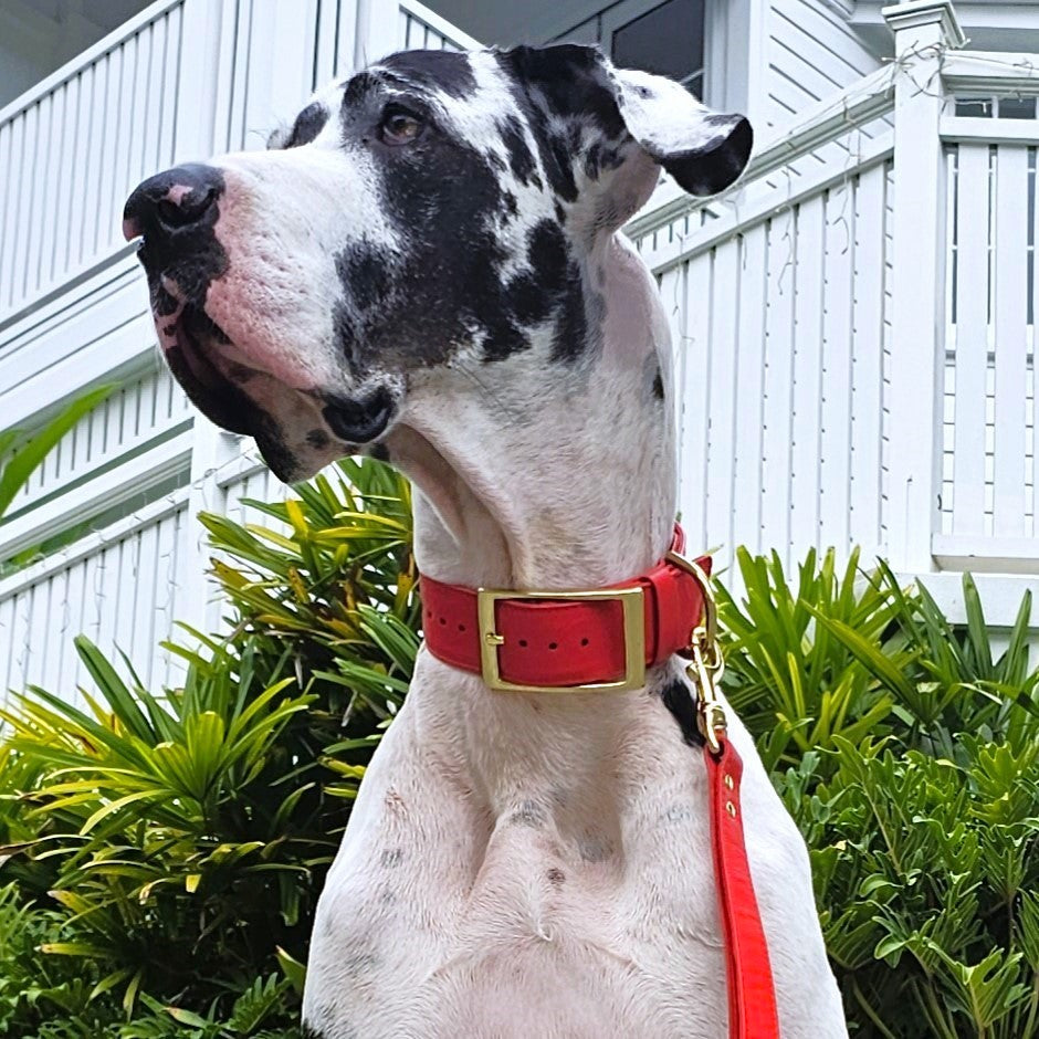 Fiery Red Luxury Kangaroo Leather Buckle Collar