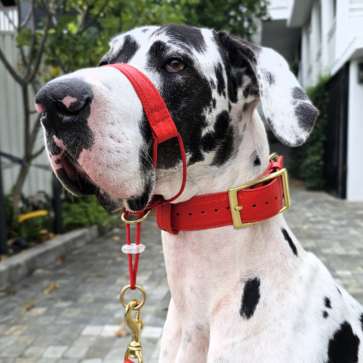 Fiery Red Luxury Leather Head Halter Attachment