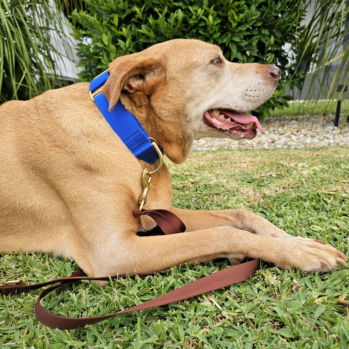 Royal Blue Adventure Martingale Collar