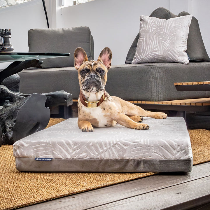 luxury australian made xlarge extra large orthopedic dog bed orthopaedic supportive dog bed great dane wolfhound St Bernard