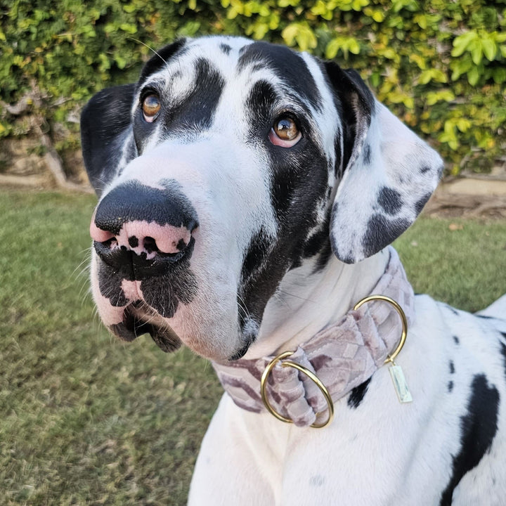 Pale Lavender Luxury Embossed Velvet Slip Collar (sample)