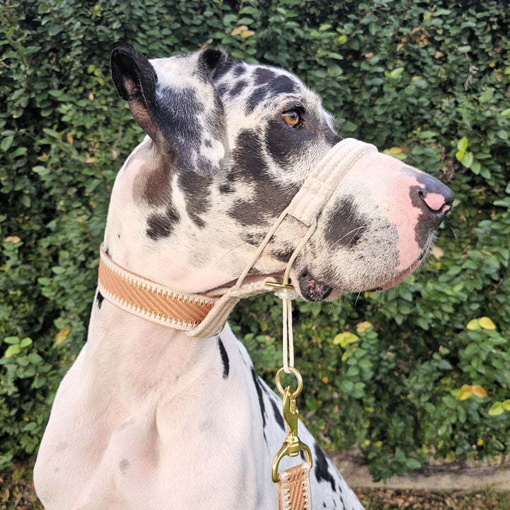 Caramel Latte champagne St Tropez polyester webbing dog head halter halti
