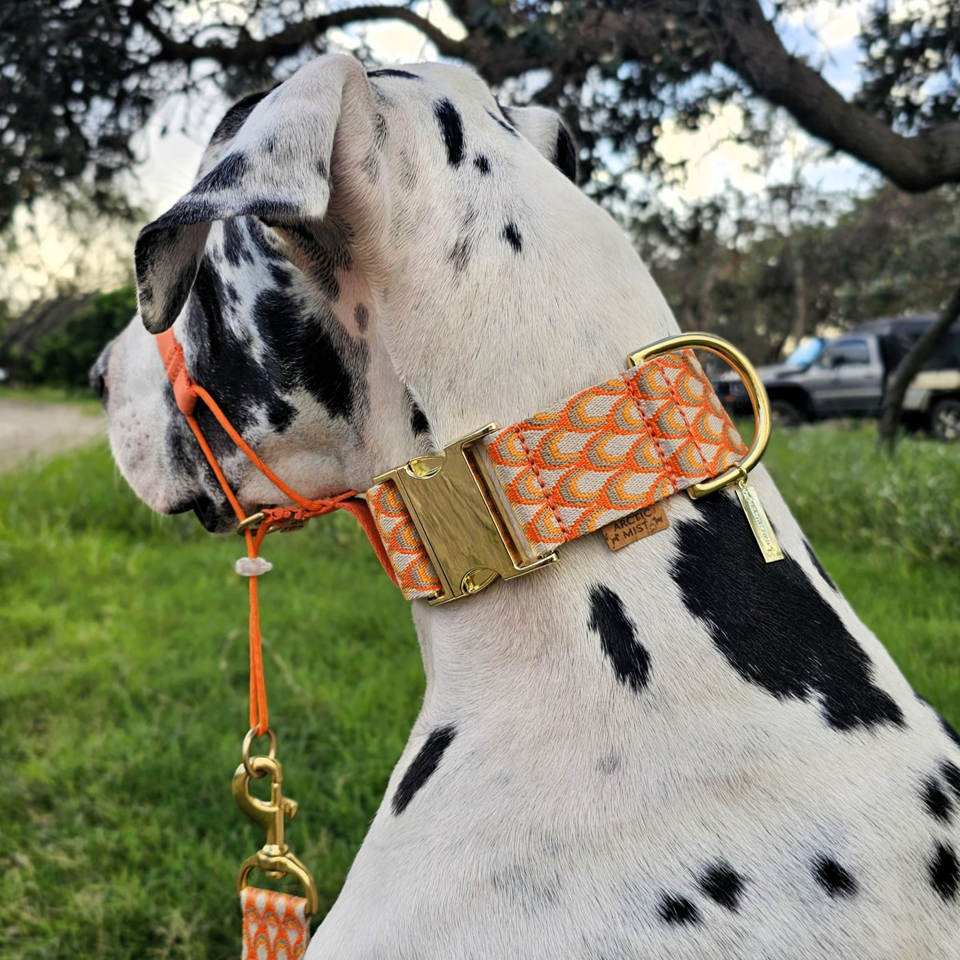 tangerine orange webbing monte carlo buckle collar