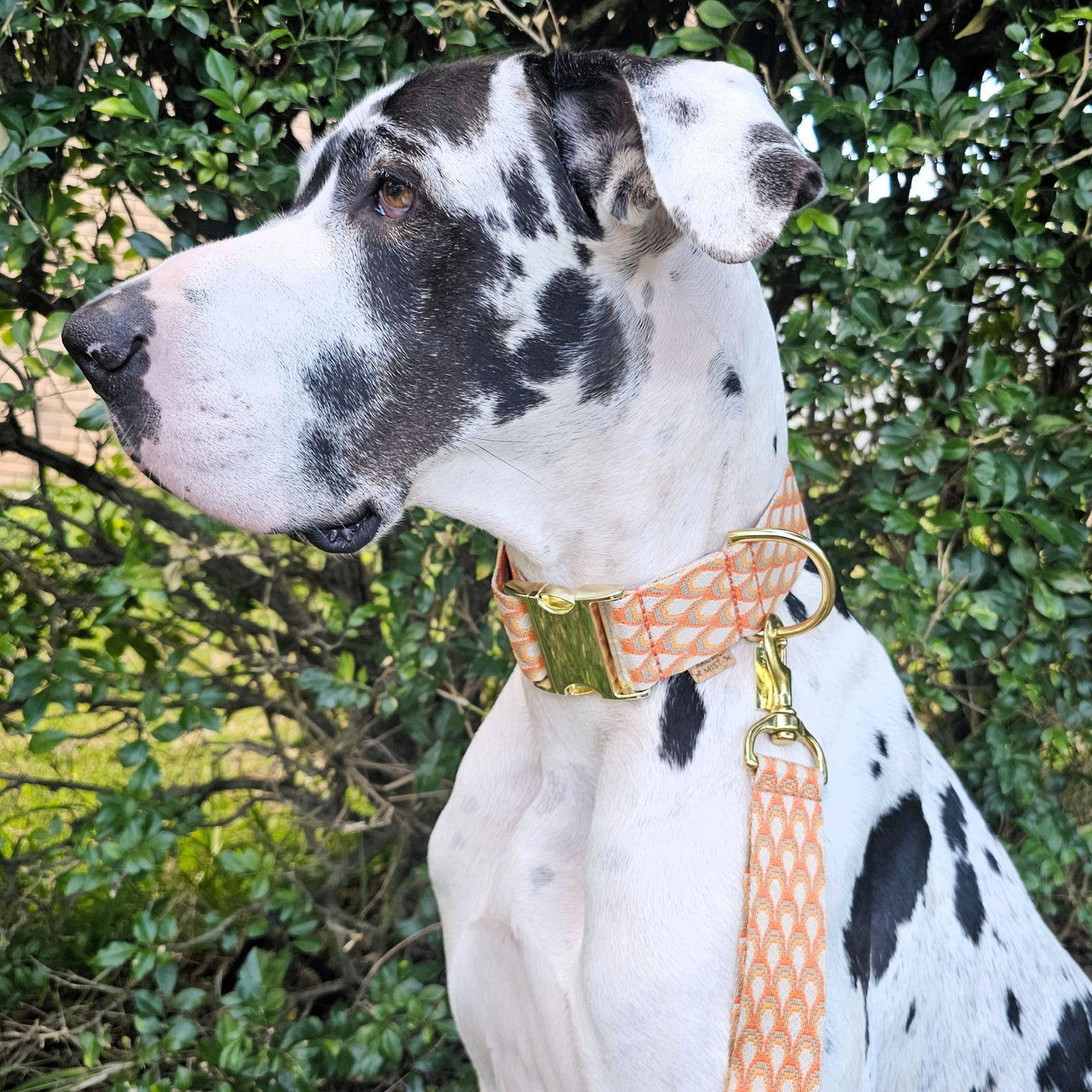 tangerine orange webbing monte carlo buckle collar