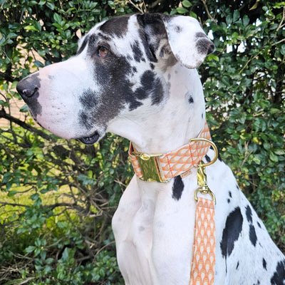 tangerine orange webbing monte carlo buckle collar