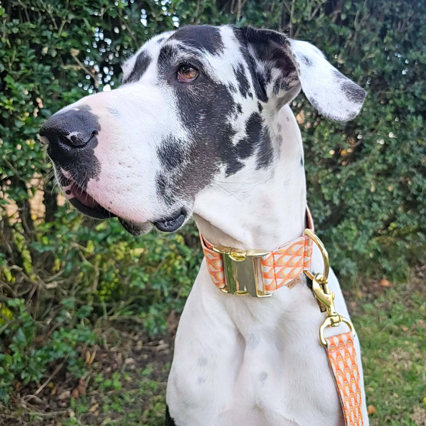 tangerine orange webbing monte carlo buckle collar