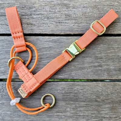 tangerine sunset orange dog training head halter halti 