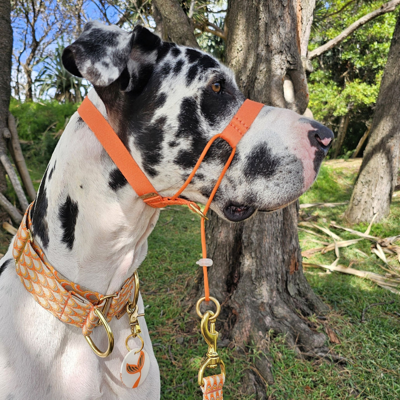 tangerine sunset orange dog training head halter halti 