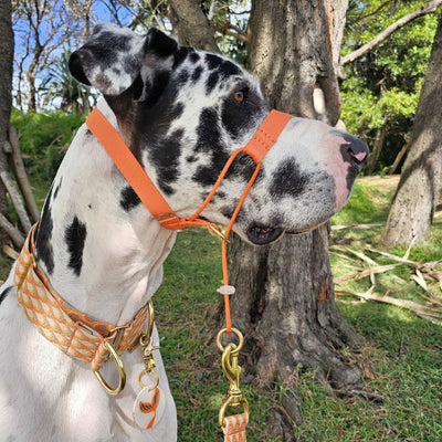 tangerine sunset orange dog training head halter halti 