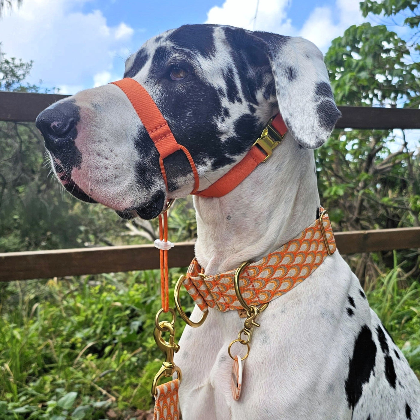 tangerine sunset orange dog training head halter halti 