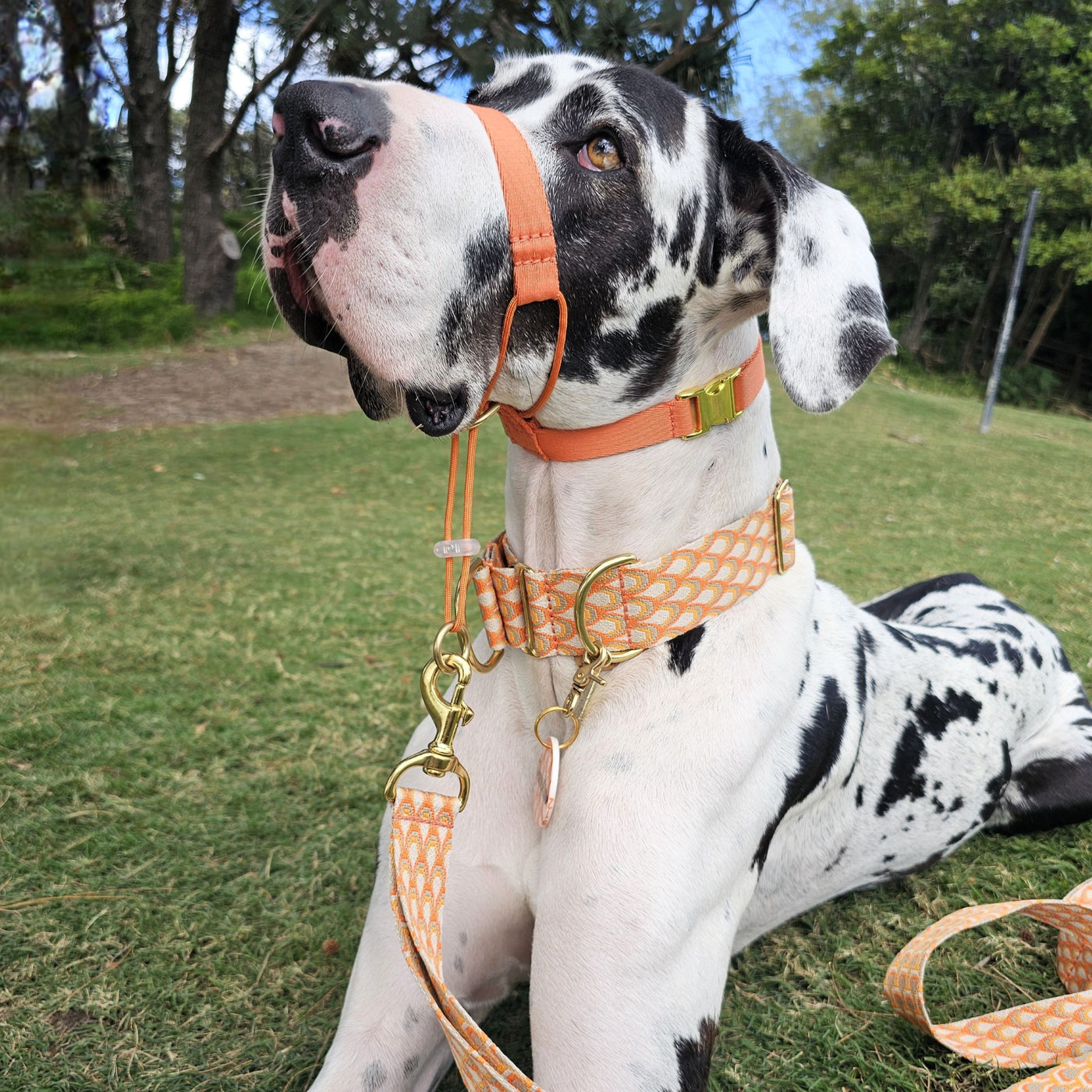 tangerine sunset orange dog training head halter halti 