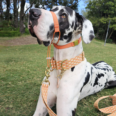 tangerine sunset orange dog training head halter halti 