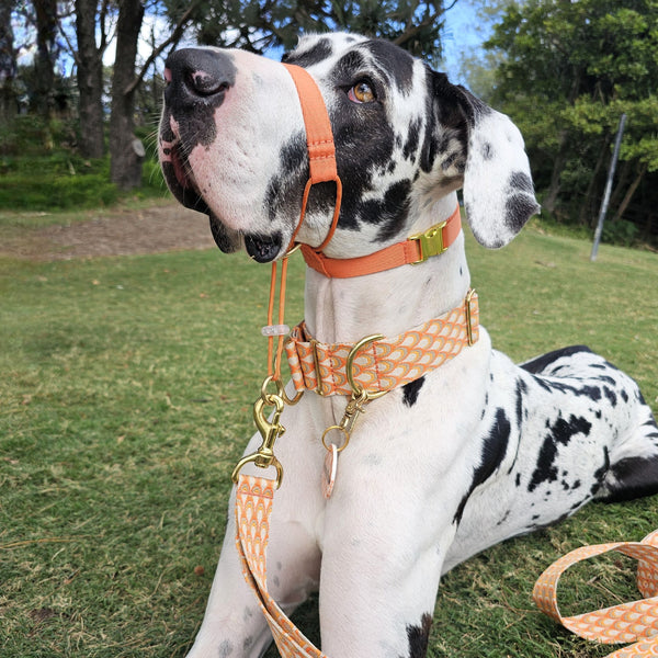 tangerine sunset orange dog training head halter halti 