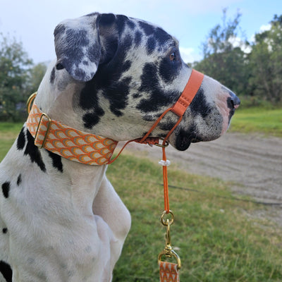 tangerine sunset orange dog head halter attachment halti training halter