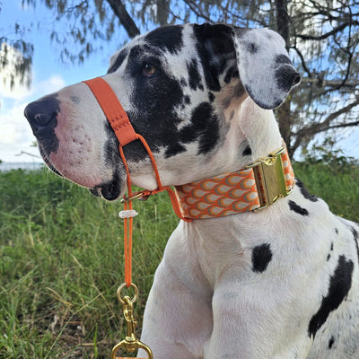 tangerine sunset orange dog head halter attachment halti training halter