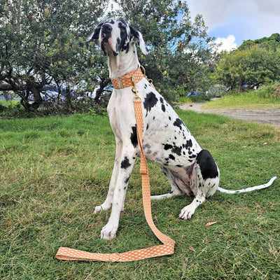 tangerine sunset orange dog statement lead leash monte carlo
