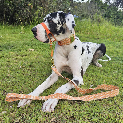 tangerine sunset orange dog statement lead leash monte carlo