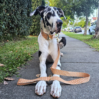 tangerine sunset orange dog statement lead leash monte carlo