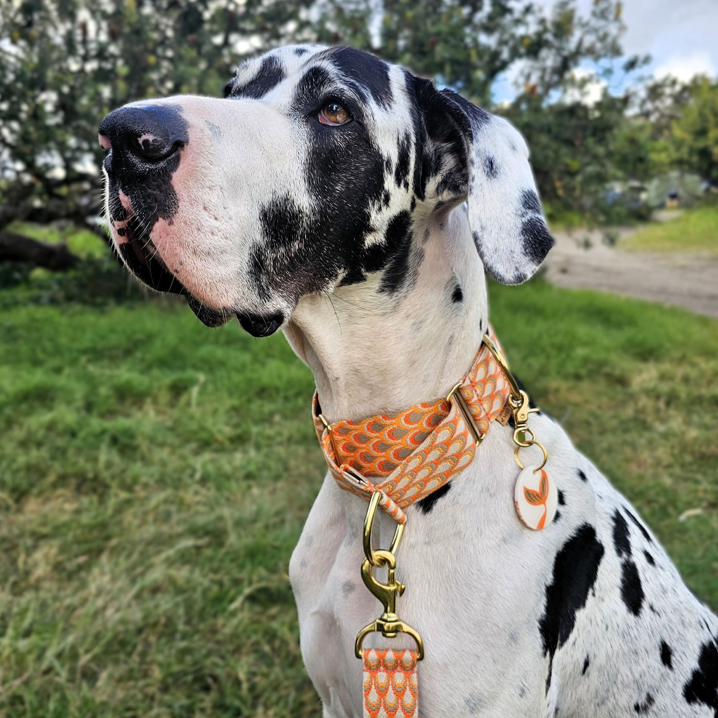 tangerine sunset orange dog martingale collar limited slip collar