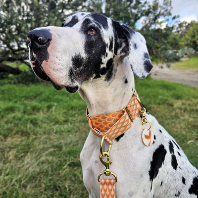 tangerine sunset orange dog martingale collar limited slip collar