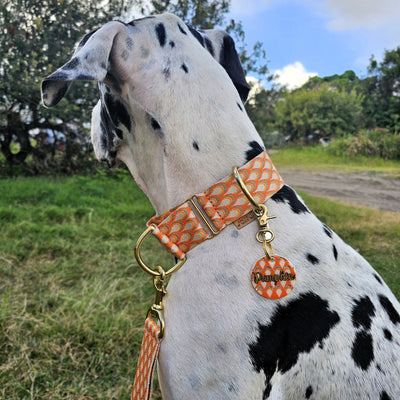 tangerine sunset orange dog martingale collar limited slip collar
